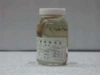 藏品(裾鰭蛇鰻)的圖片